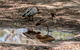 Belair National Park Holiday Park - thumb 6