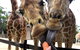 Roar And Snore At Taronga Zoo Sydney - thumb 5