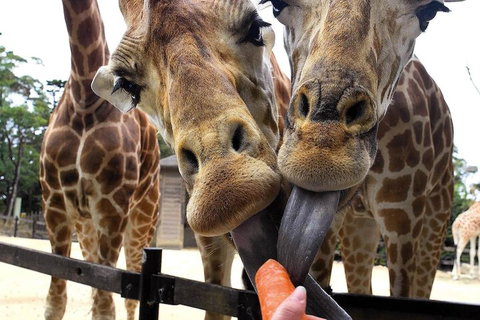 Roar And Snore At Taronga Zoo Sydney - Accommodation Perth 5