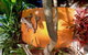 Driftwood Villa - thumb 4