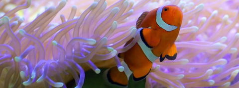 Edge Hill Clean & Green Cairns 7 Minutes From The Airport 7 Minutes To Cairns CBD & Reef Fleet Terminal - Perth Resorts 4