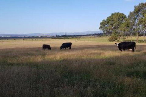 Olinda Yarra Cottage - Accommodation Perth 6