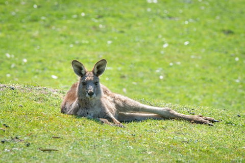 Halls Gap Motel - Accommodation Perth 5
