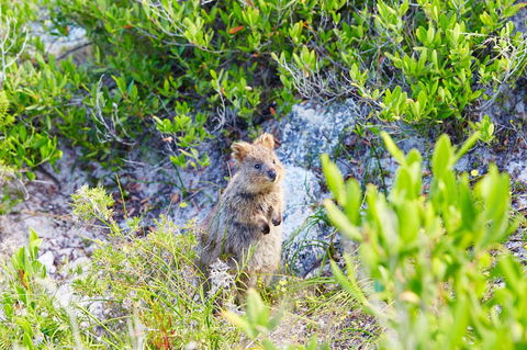 Rottnest Island Authority - Accommodation Perth 1