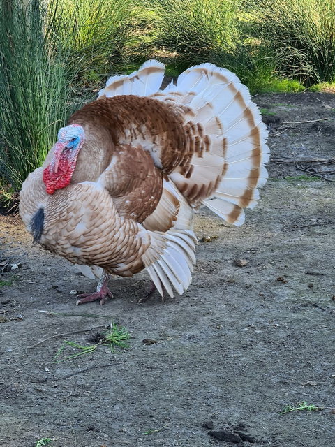 Halls Haven Holiday Units - Perth Resorts 0