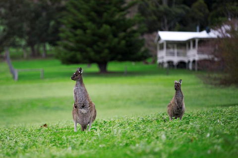 Barn Hives Yallingup - Perth Resorts 4