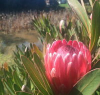 Creswick Cabin Retreat - Accommodation Perth