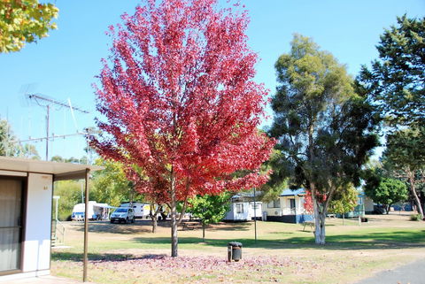 Beechworth Lake Sambell Caravan Park - Perth Resorts 6