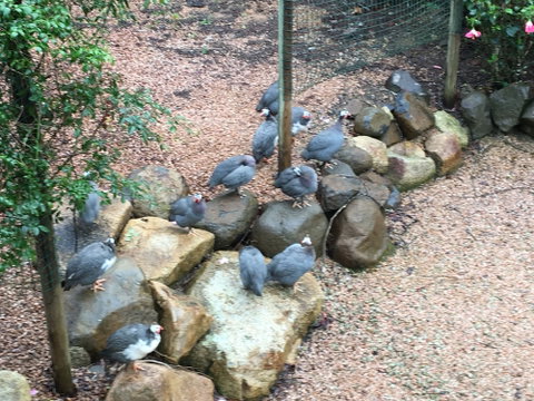 Licuala Lodge - Accommodation Perth 4