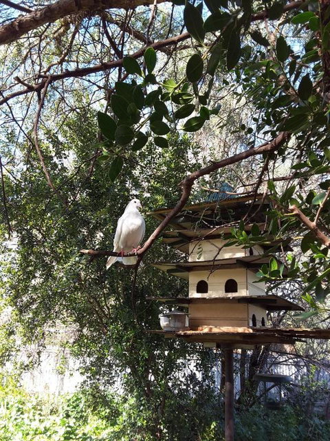 The Dove Cote - Accommodation Perth 5