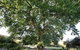 Limetree Hideaway - thumb 7