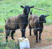 Alstonville Country Cottages - Accommodation Perth