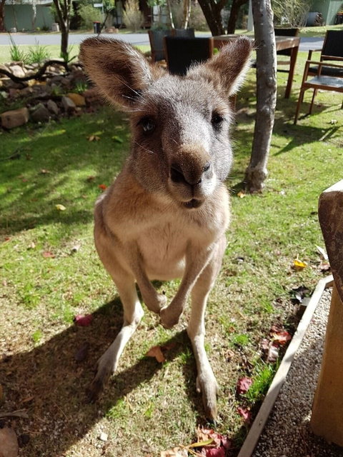 Grampians Eco YHA - Hostel - Perth Resorts 1