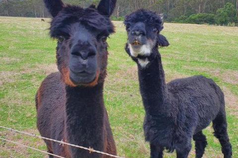 Cinnamon Coloureds Farm Cottages - Perth Resorts 6