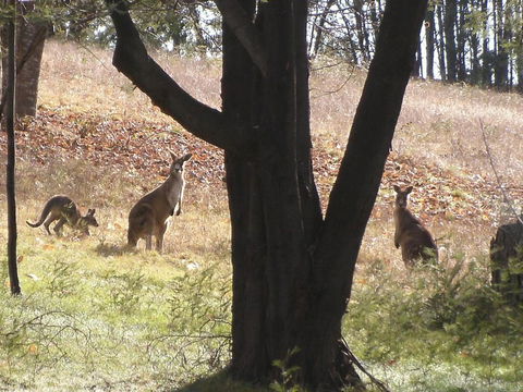 Stanley Goose Cottage - Accommodation Perth 4