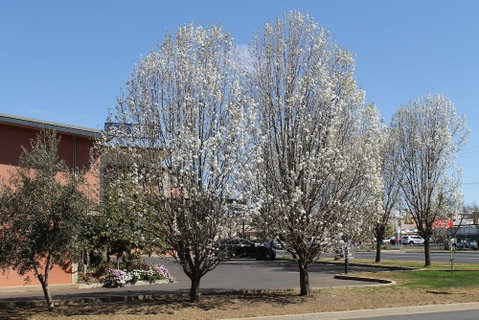 Forbes Victoria Inn - Accommodation Perth 1