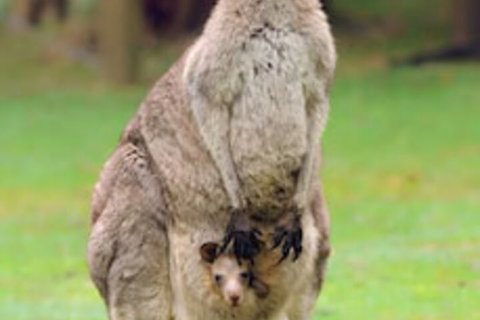 Halls Gap Lakeside Tourist Park - Accommodation Perth 1