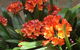 Braeside Bed & Breakfast - thumb 1