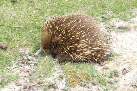 Base Camp Tasmania - Perth Resorts 3