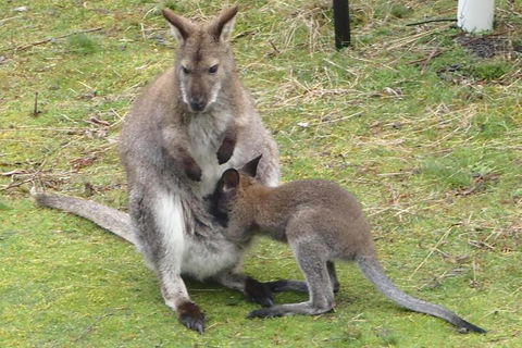 Base Camp Tasmania - Perth Resorts 5