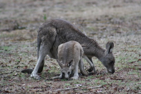 Lemonade Creek Cottages - Accommodation Perth 3