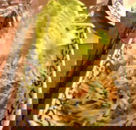 Madame K's Vegetarian Restaurant - Accommodation Perth