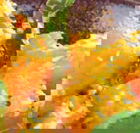 Spice Village - Perth Resorts