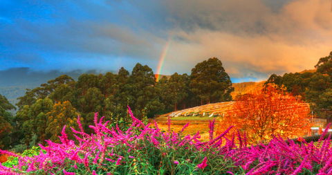 Hartzview Vineyard Heritage Pickers Hut Village - Perth Resorts 2