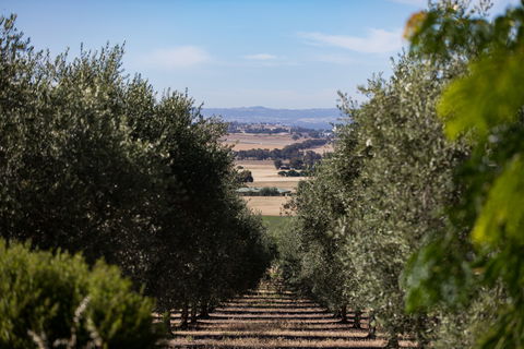 Wollundry Grove Olives - Accommodation Perth 0
