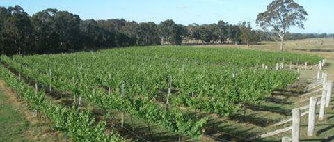 Yarralaw Springs Wines - Accommodation Perth 2