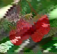 Westerway Raspberry Farm - Perth Resorts