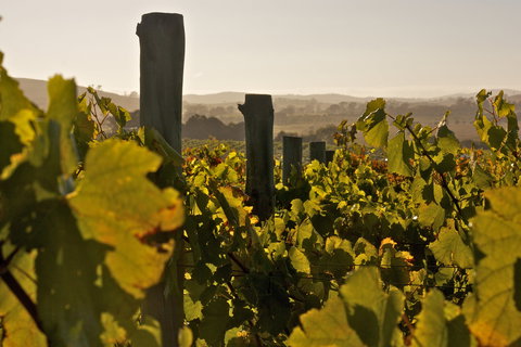 Wimbaliri Wines - Accommodation Perth 0