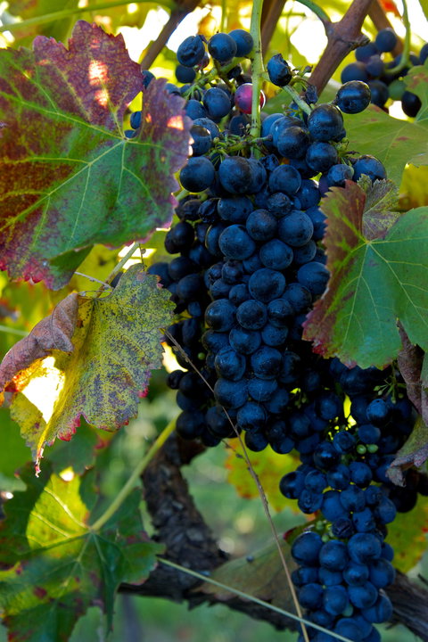 Wimbaliri Wines - Accommodation Perth 2