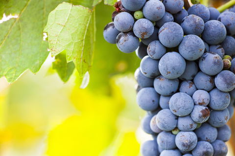 Eden Road Wines - Accommodation Perth 0