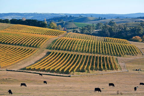 Slow Wine Co - Accommodation Perth 1