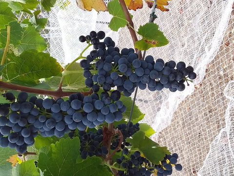 Clayfield Wines - Accommodation Perth 1