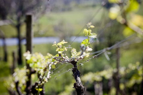Barrgowan Vineyard - Perth Resorts 0