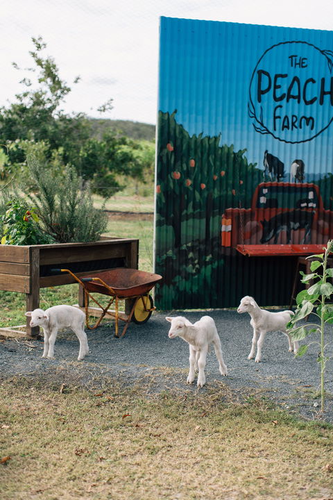 The Peach Farm - Accommodation Perth 2