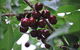 Allambie Orchard And Cafe - thumb 1