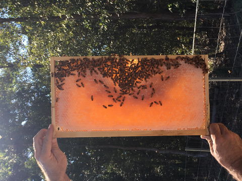 Clayridge Honey - Perth Resorts 0