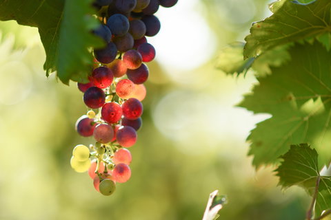 Raleigh Winery - Accommodation Perth 0