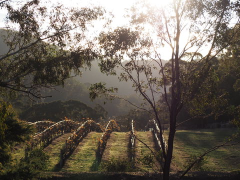 Mountainside Wines - Accommodation Perth 1