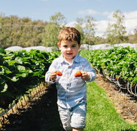 Hillwood Berries Farmgate  Pick Your Own - Accommodation Perth