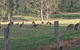 Mistletoe Winery - thumb 1
