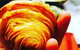 Percy's Aeroplane Cafe - thumb 6