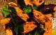 Fu Manchu Oriental Kitchen - thumb 4