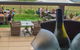 Cottontails Restaurant And Winery - thumb 0