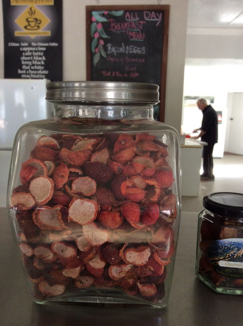 Copley Bush Bakery And Quandong Cafe - Accommodation Perth 4