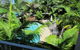 Metzo Noosa Resort - thumb 0