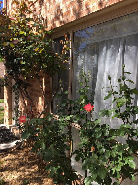 Finches Canberra - Accommodation Perth 30